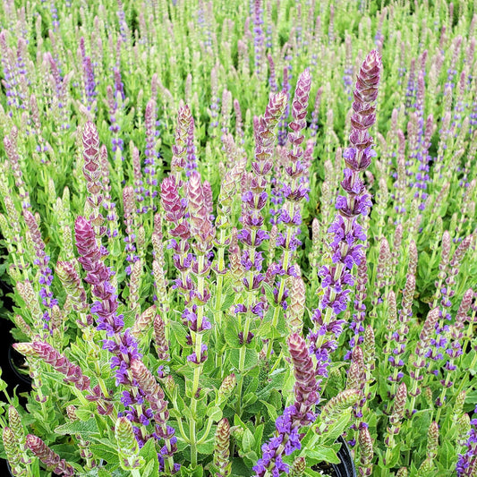 Salvia nemorosa East Friesland 1G