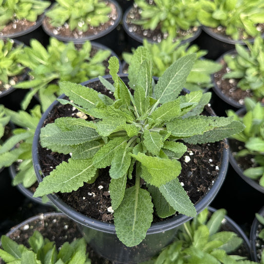 Salvia nemorosa Dark Matter 1G