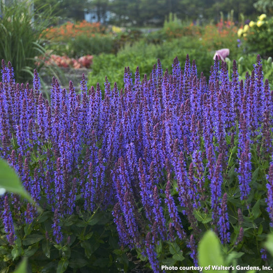 Salvia x nemorosa Color Spires Violet Riot 1G