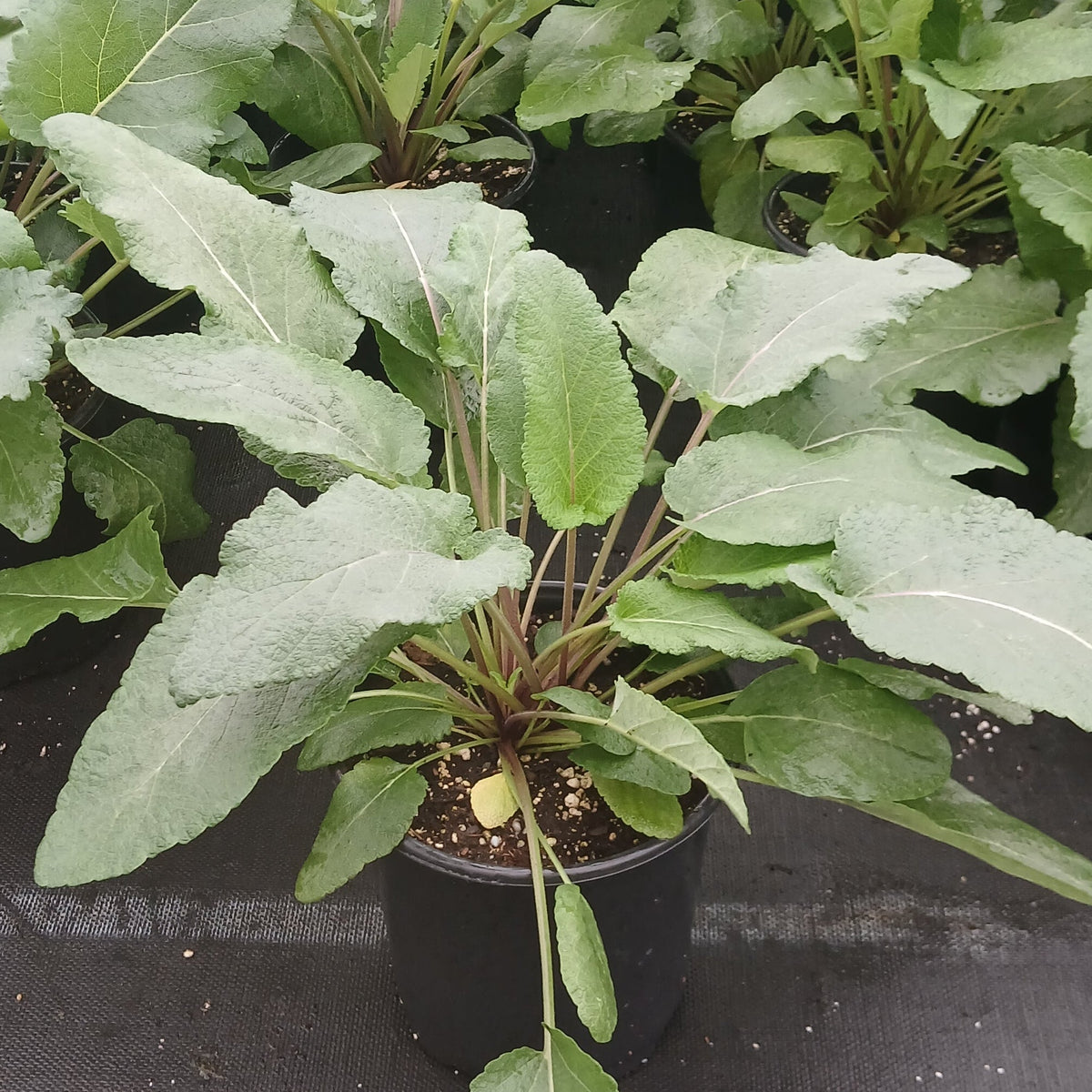 Salvia nutans 1G