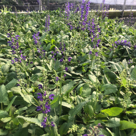 Salvia pratensis Twilight Serenade 1G