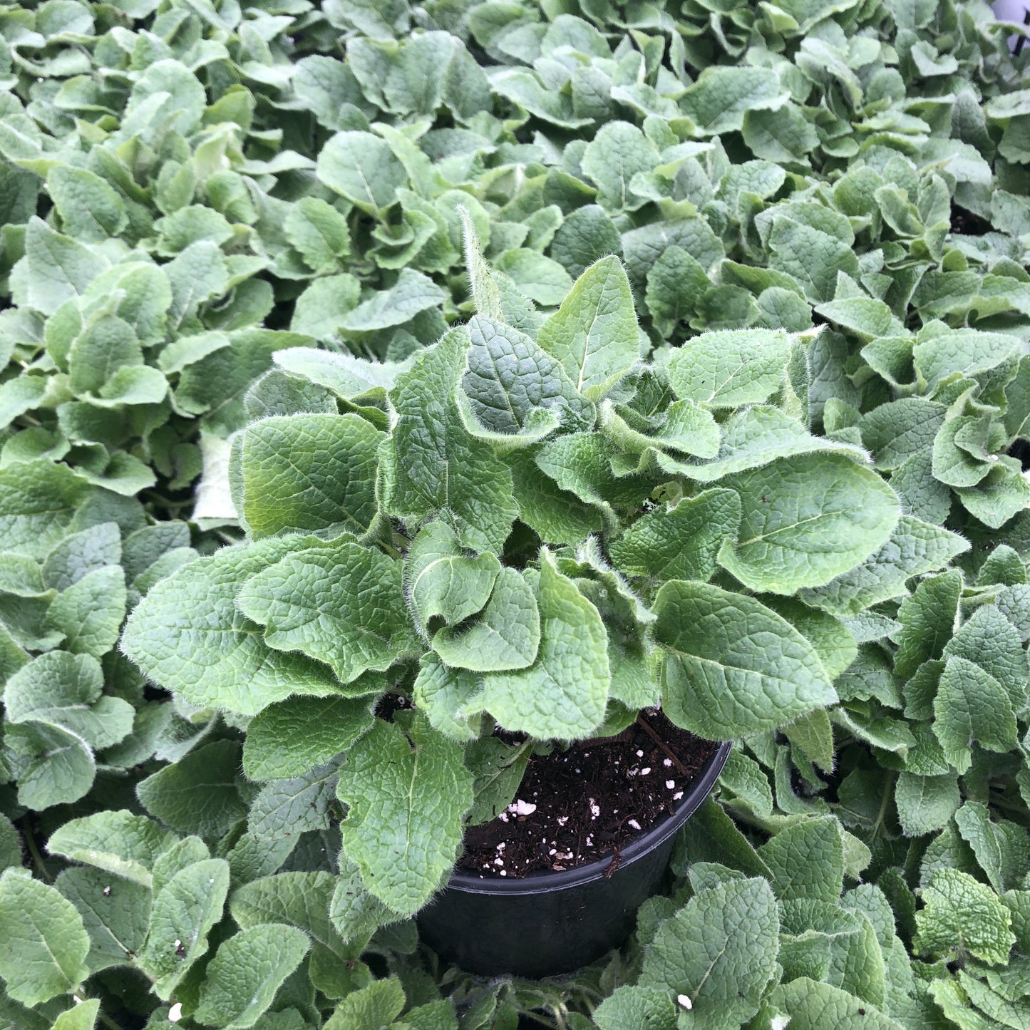 Salvia verticillata Purple Rain 1Q