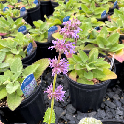 Salvia verticillata 1G