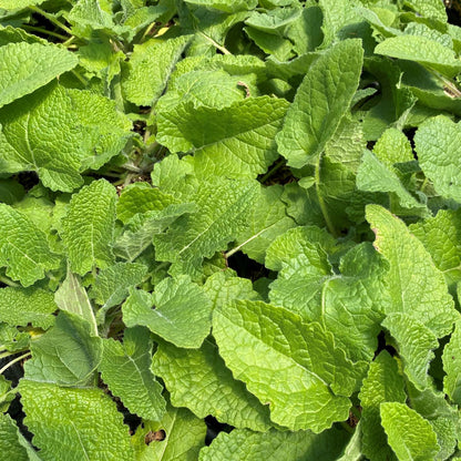 Salvia verticillata 1G