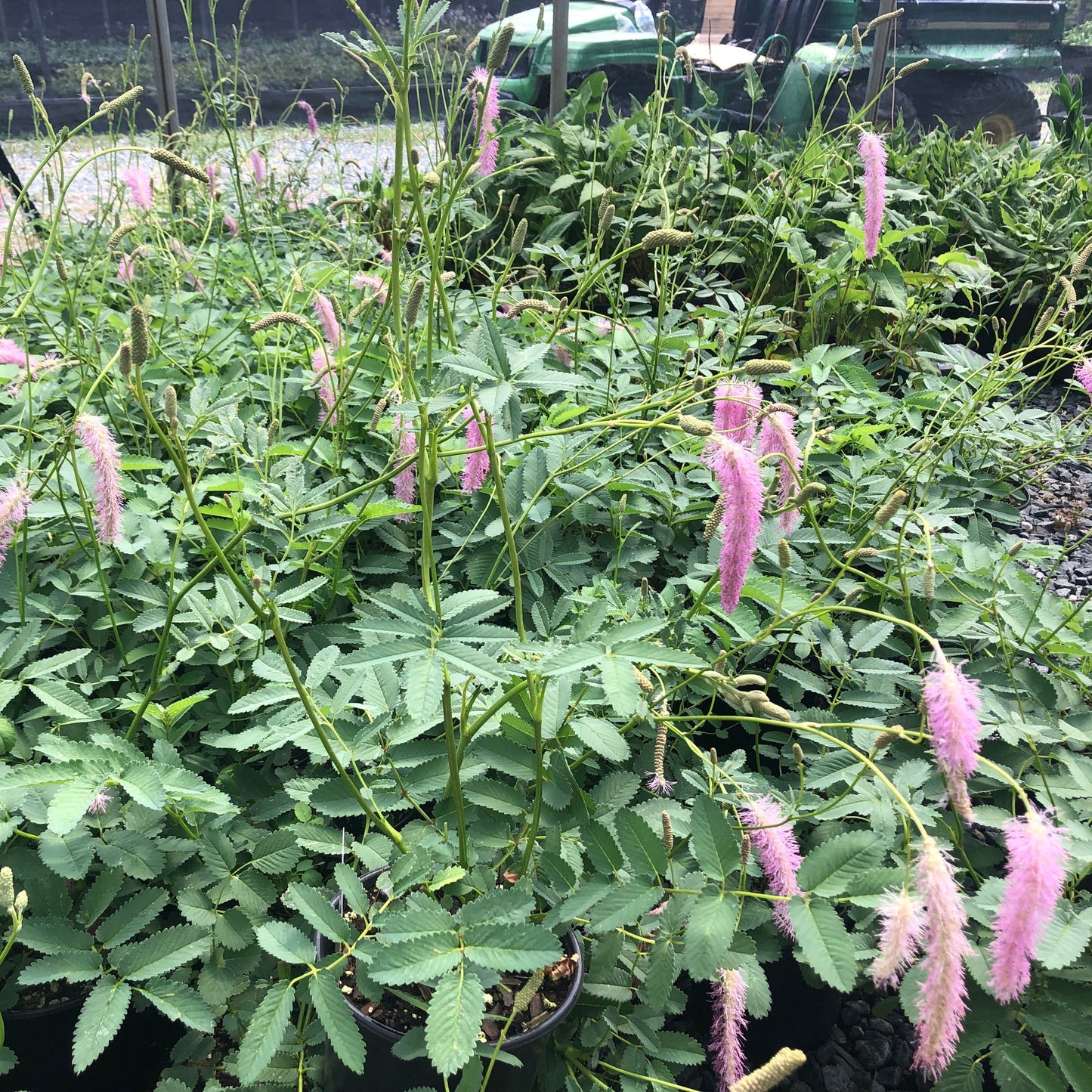 Sanguisorba hakusanensis 'Lilac Squirrel' 1G (Korean Burnet)