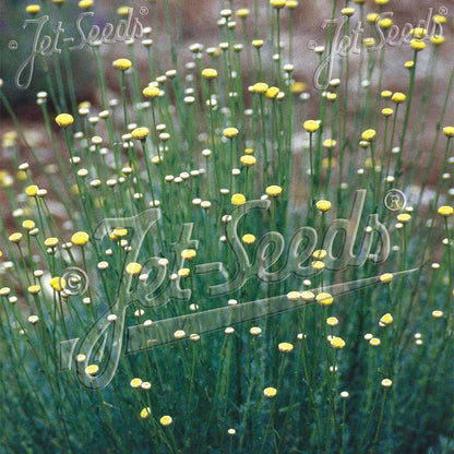 Santolina rosmarinifolia 1Q