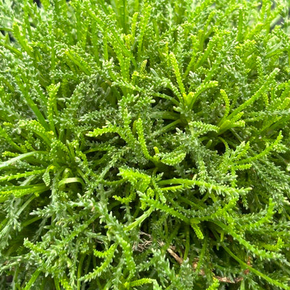 Santolina rosmarinifolia 1Q