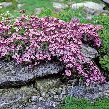 Saponaria ocymoides 1Q (Soapwort)