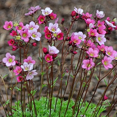 Saxifraga x 'Floral Carpet' 1Q