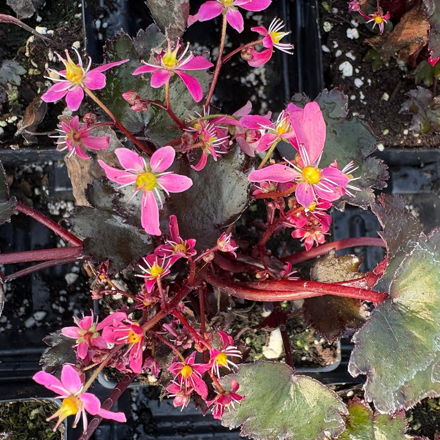 Saxifraga fortunei Black Ruby 3.25"