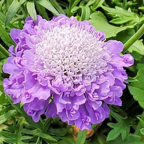 Scabiosa columbaria Pincushion Blue 1G
