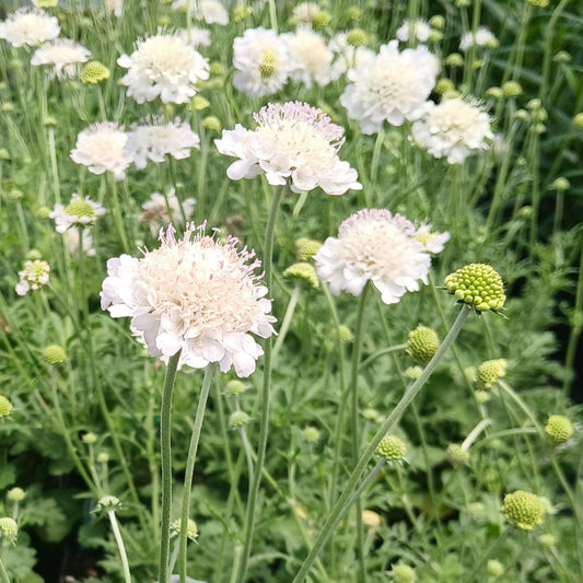 Scabiosa Giga Silver 3.25"