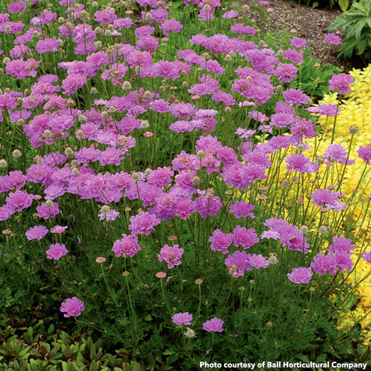 Scabiosa x Vivid Violet 1G