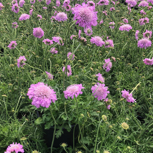 Scabiosa columbaria Pink Mist 1G