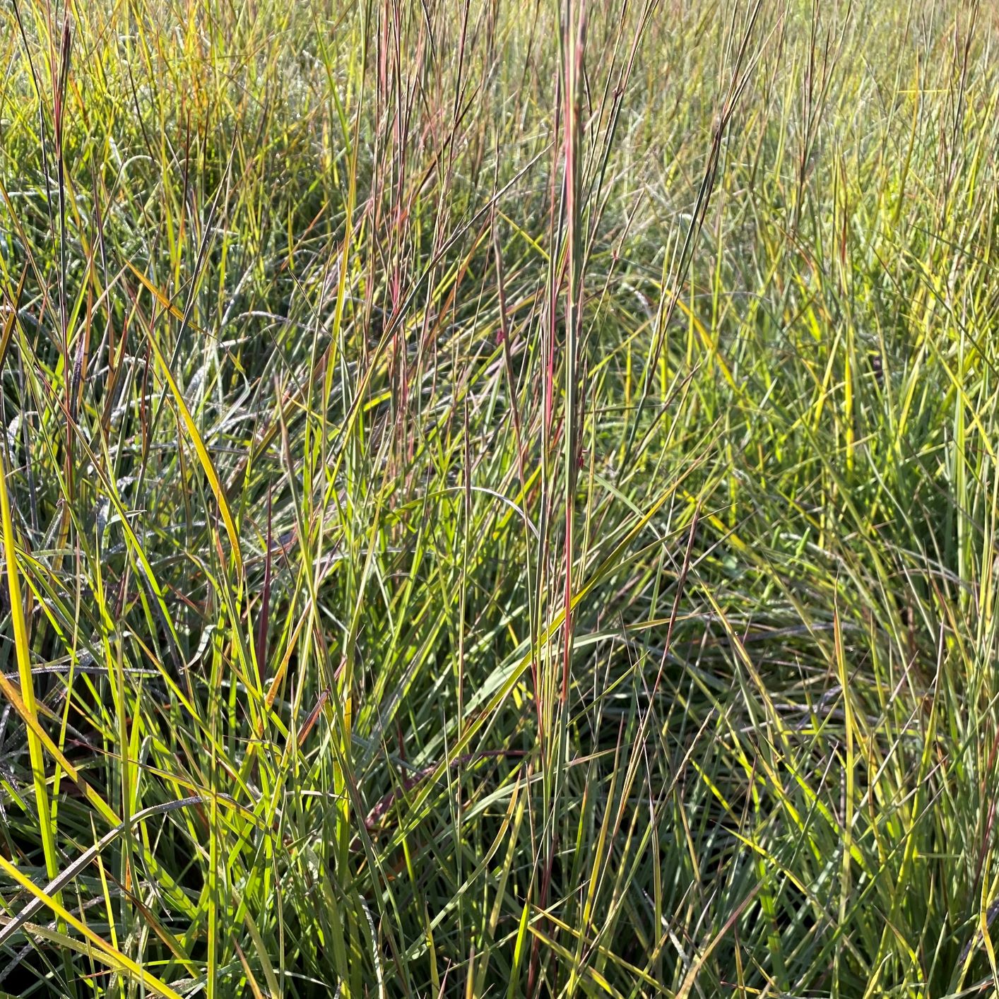 Schizachyrium scoparium Prairie Blues 1Q