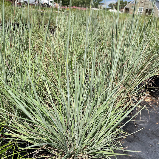 Schizachyrium scoparium 1G