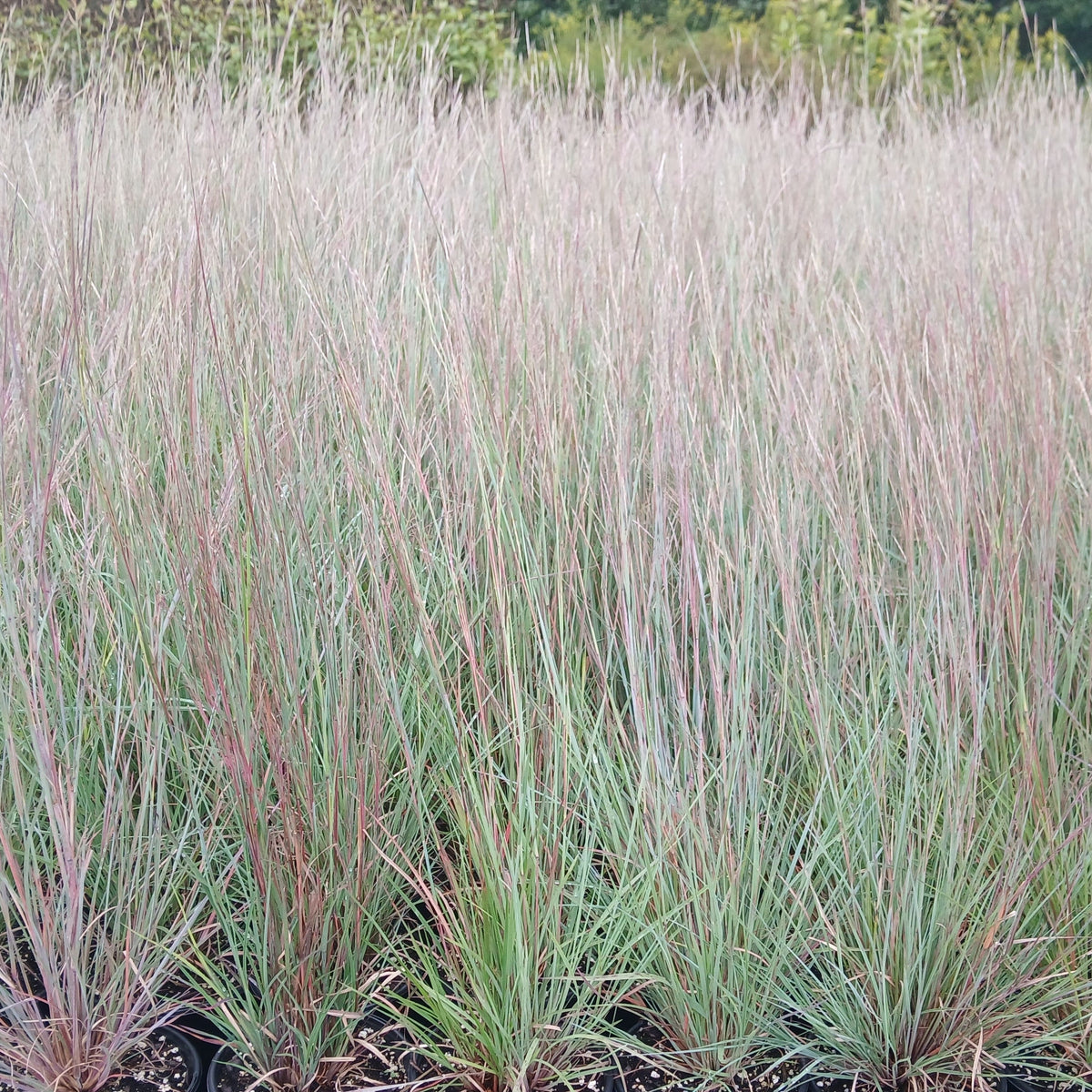 Schizachyrium scoparium 1Q