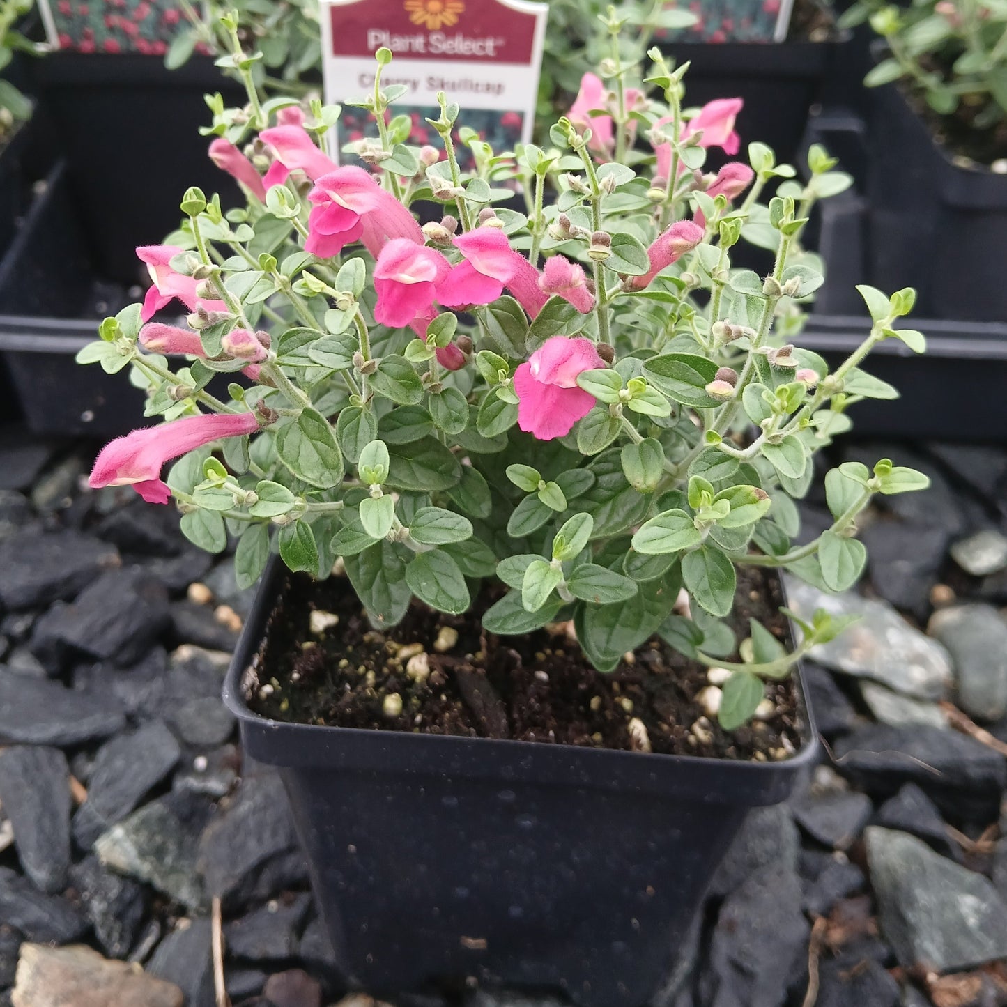 Scutellaria suffrutescens 3.25"