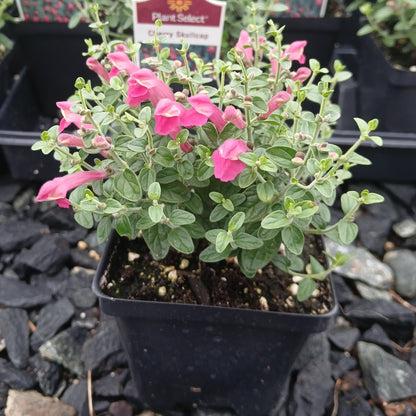 Scutellaria suffrutescens 3.25"