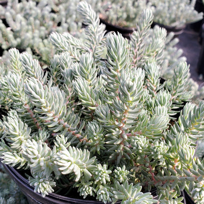 Sedum reflexum Blue Spruce 1Q