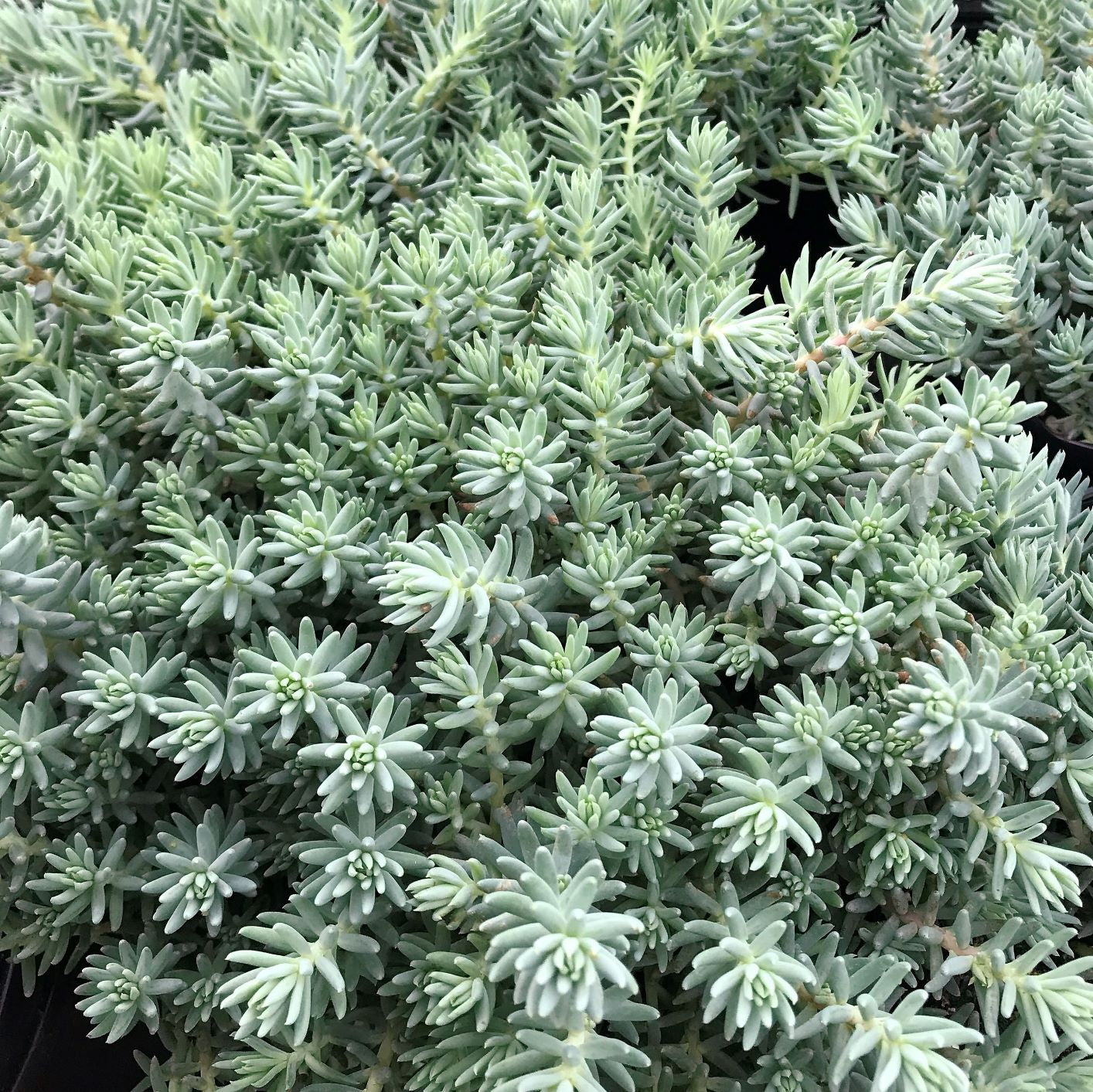 Sedum reflexum Blue Spruce 1Q
