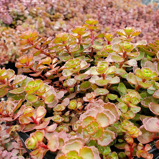 Sedum spurium Dragon's Blood 1Q