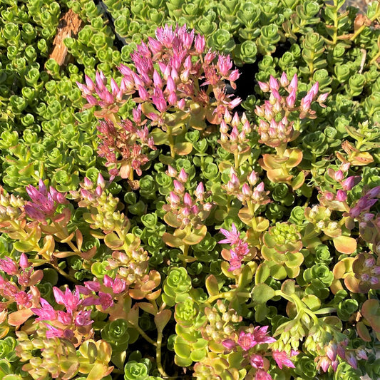 Sedum spurium John Creech 1Q