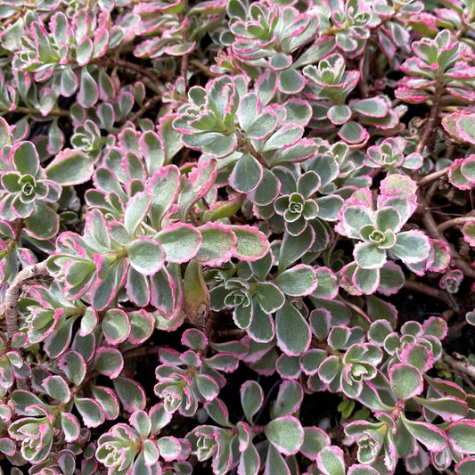 Sedum spurium Tricolor 1Q