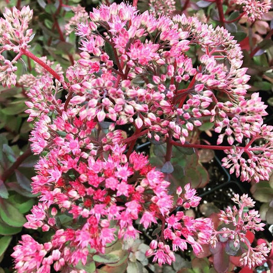 Sedum x Vera Jameson 1Q