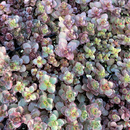 Sedum spurium Voodoo 1Q