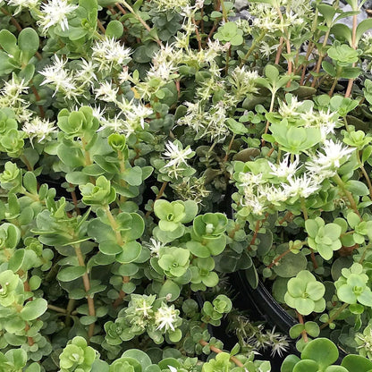 Sedum ternatum 1Q