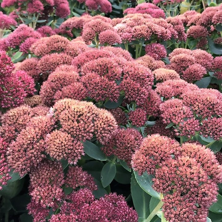Sedum x Autumn Joy 1Q