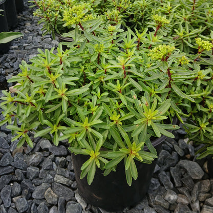 Sedum Lemon Sparkle 1G