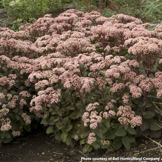 Sedum Matrona 1Q