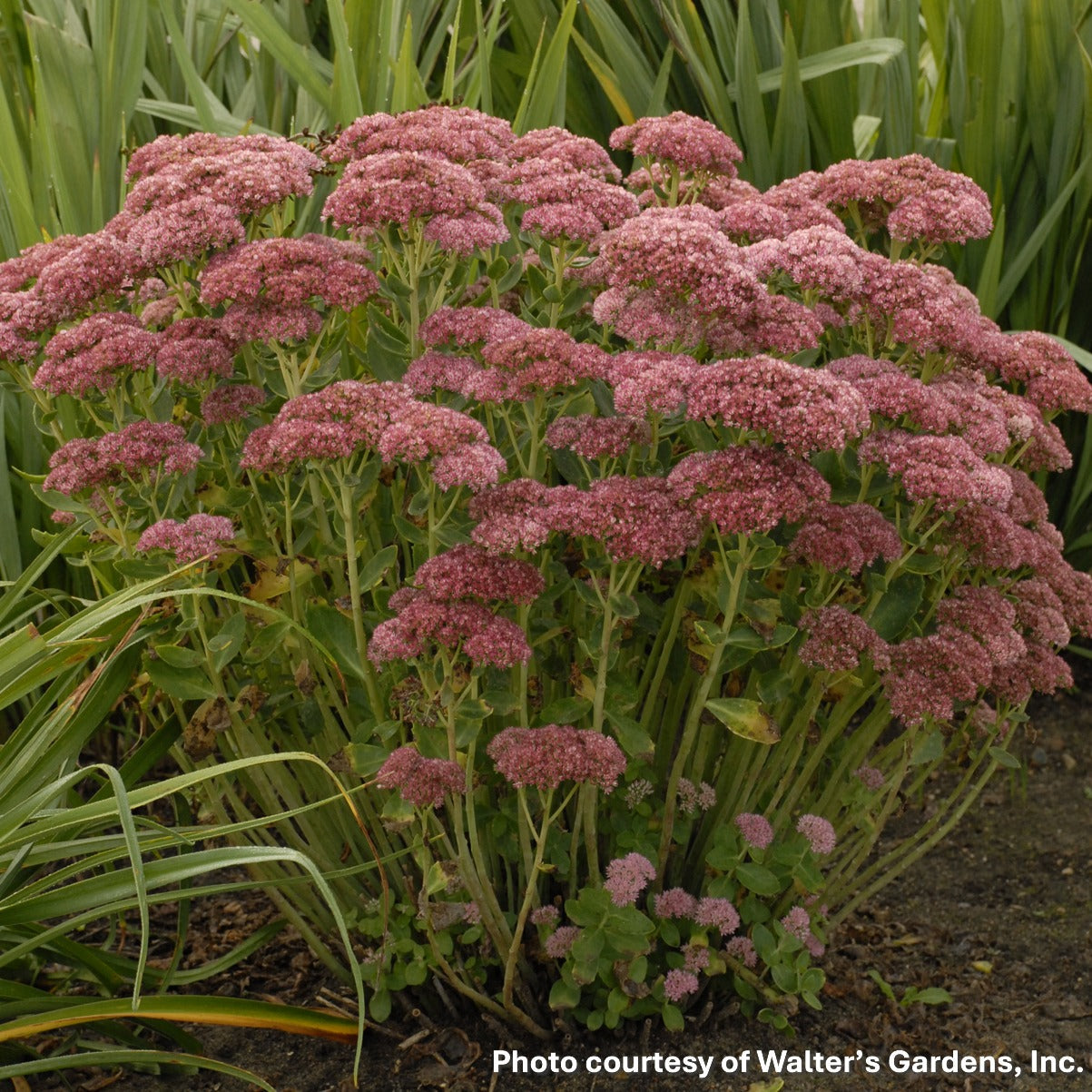 Sedum x Autumn Fire 1Q