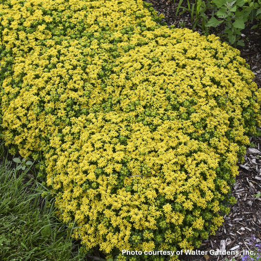 Sedum x Little Miss Sunshine 1Q