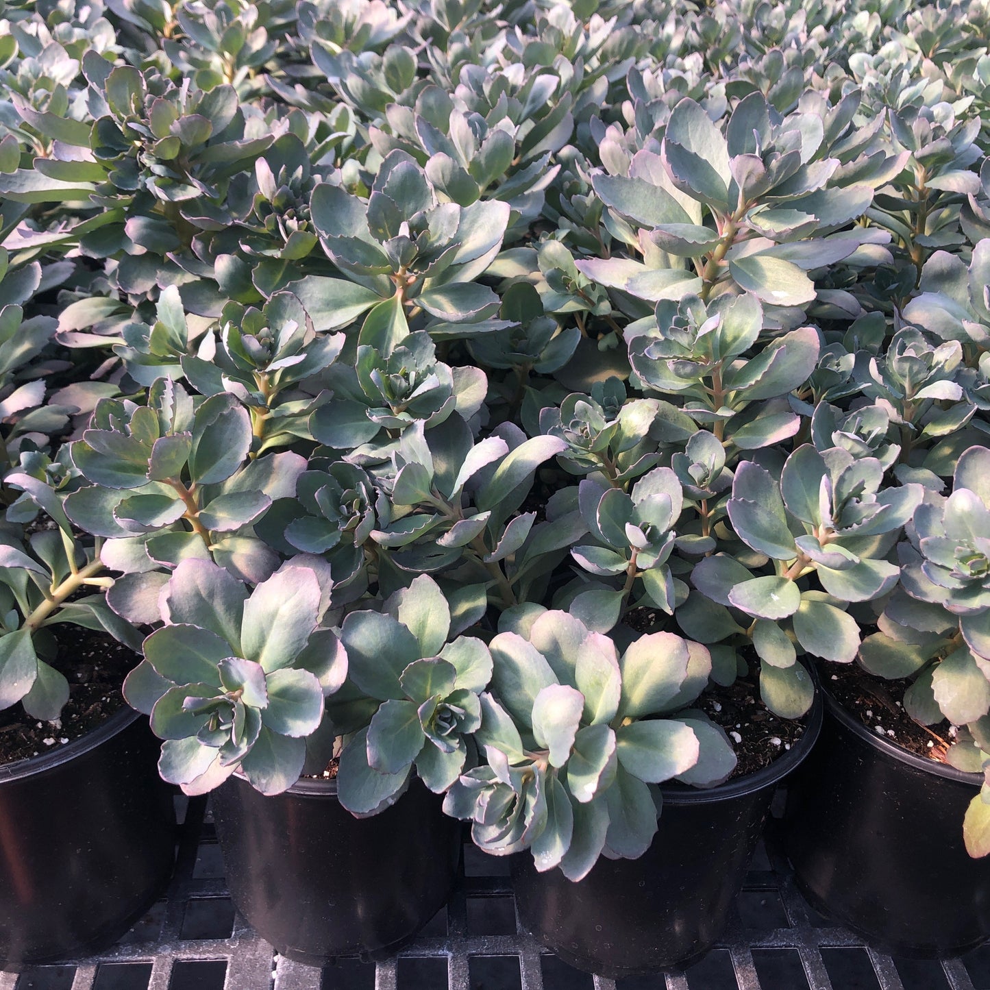 Sedum x SunSparkler® 'Plum Dazzled' 1G (Stonecrop)