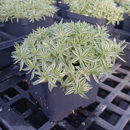 Sedum lineare Sea Urchin 1Q