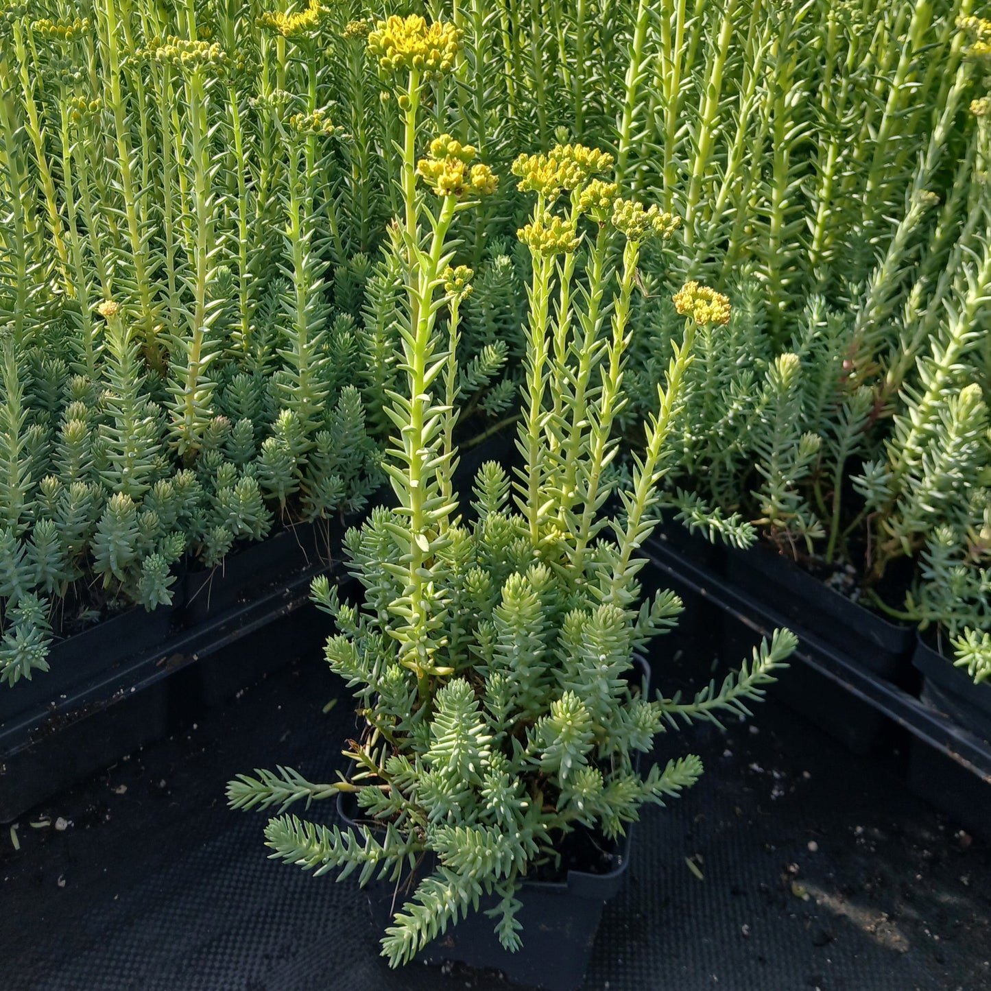 Sedum reflexum Blue Spruce 1Q