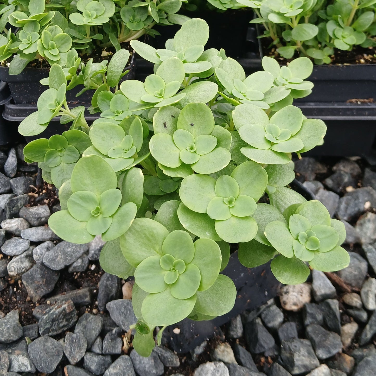 Sedum ternatum 1Q