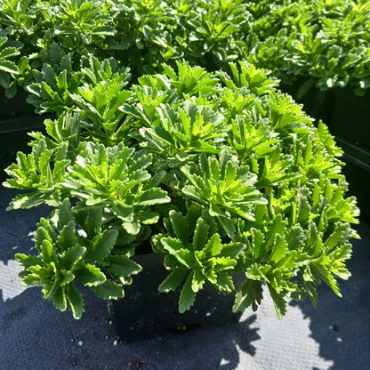 Sedum x Little Miss Sunshine 1Q