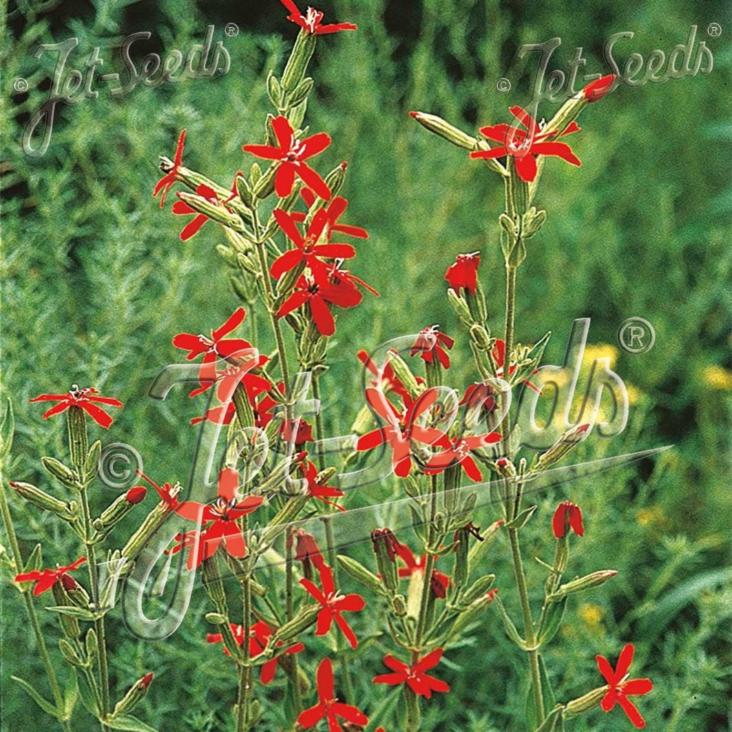 Silene regia 1Q