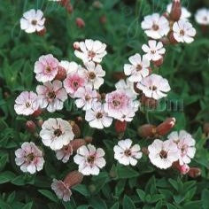 Silene uniflora 'Compacta' 1Q