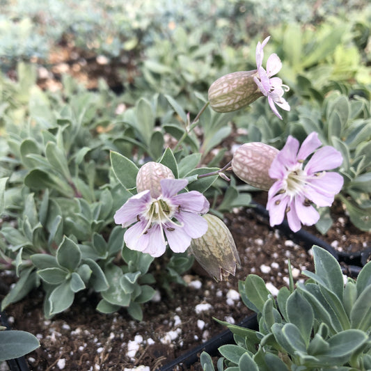 Silene uniflora 'Compacta' 1Q