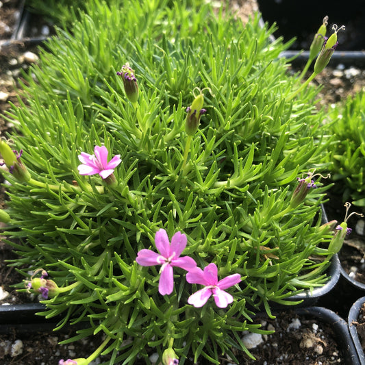Silene acaulis 3.25"