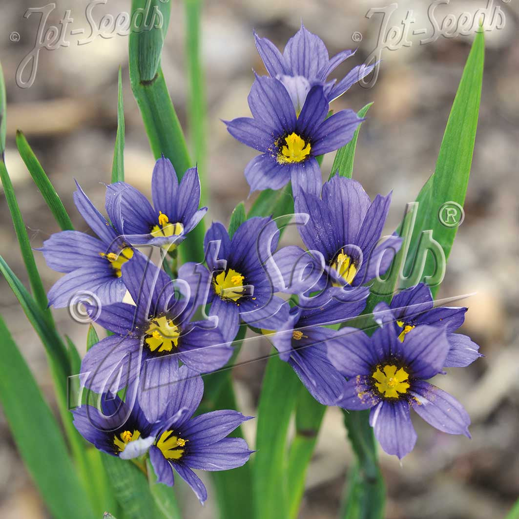 Sisyrinchium idahoense var. macounii Moody Blues 1G