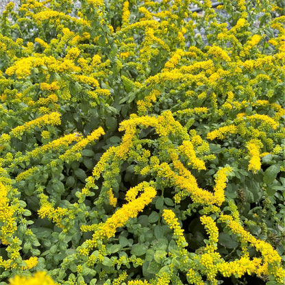 Solidago sphacelata Golden Fleece 1Q