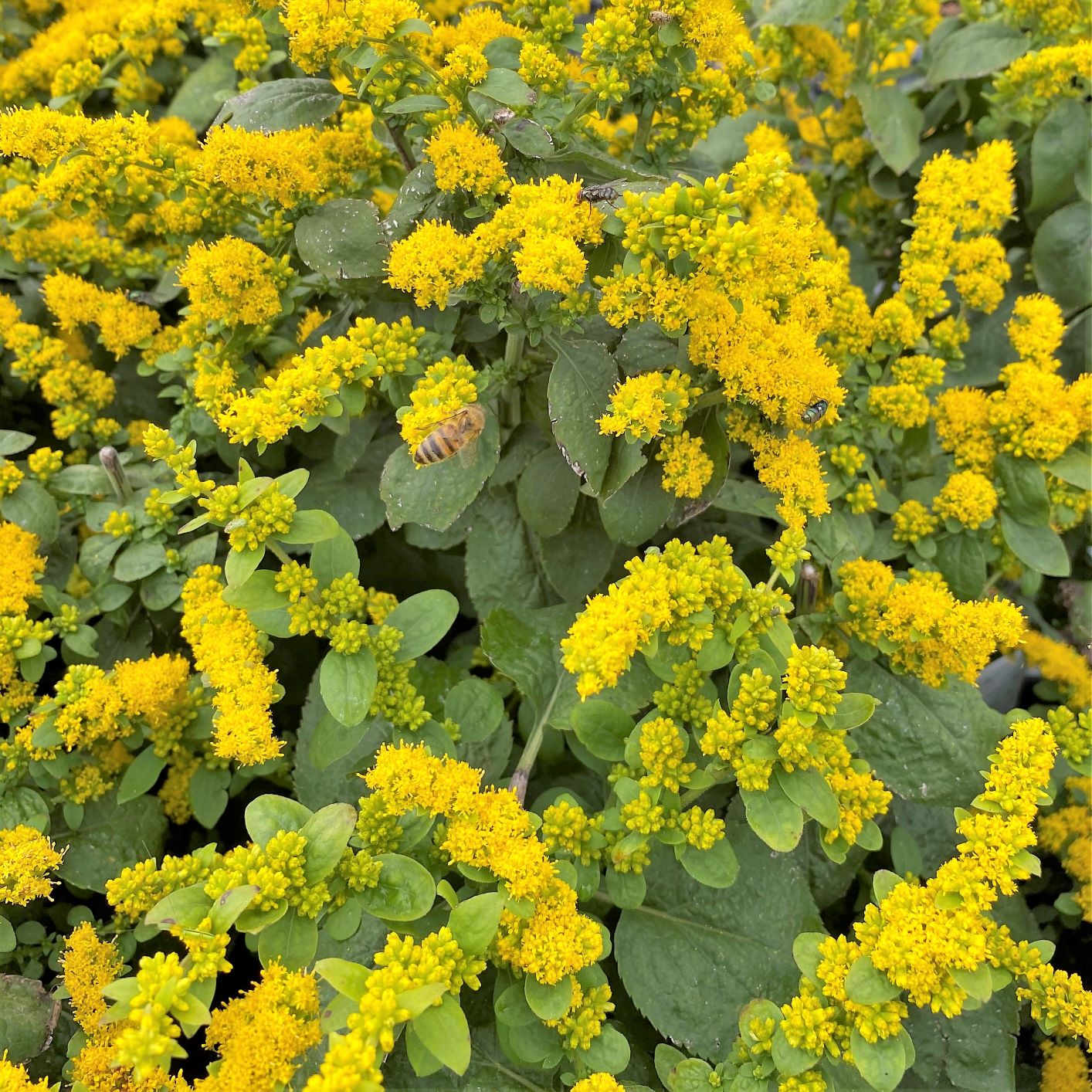 Solidago sphacelata Golden Fleece 1Q