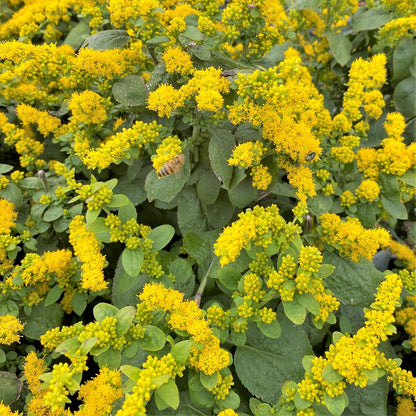 Solidago sphacelata Golden Fleece 1Q