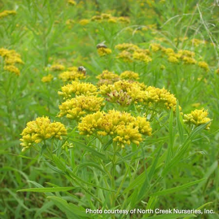 Solidago graminifolia 1Q